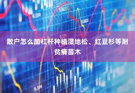 散户怎么加杠杆种植湿地松、红豆杉等耐贫瘠苗木